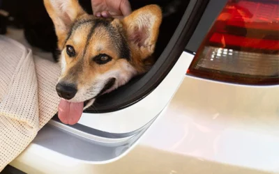 Bilbao with Pets: Pet-Friendly Places and Suitable Transport