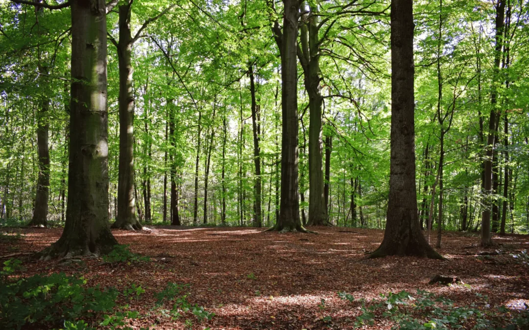 Private Transfer for Autumn Routes: Magical Forests and Landscapes of Euskadi