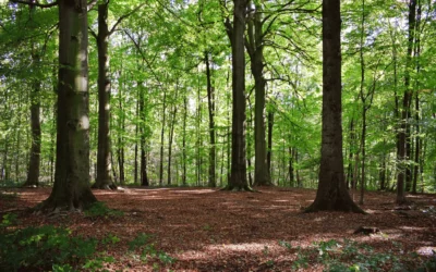 Private Transfer for Autumn Routes: Magical Forests and Landscapes of Euskadi